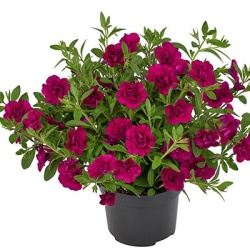 mini-hangpetunia_dubbel_calibrachoa-parviflora-can-can-rosies-magenta