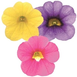 mini-petunia-calibrachoa-cultivars-calita-compact-trio-gold-rose-dark-bluevolmary