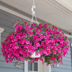 mini-petunia-calibrachoa-cultivars-calita-pinks