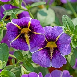 mini-petunia-calibrachoa-cultivars-calita-special-blue-stars