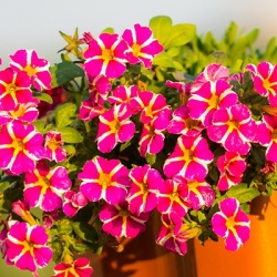 mini-petunia-calibrachoa-cultivars-calita-special-pink-stars