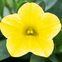 mini-petunia_calibrachoa-cultivars-calita-compact-lemon
