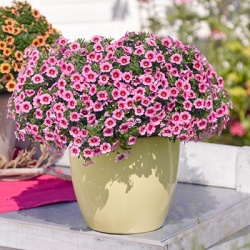 mini-petunia_calibrachoa-parviflora-conga-flamingo-kiss