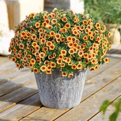 mini-petunia_calibrachoa-parviflora-conga-peach-kiss