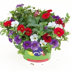 mix-3-in-1-trixi_early-tricolore