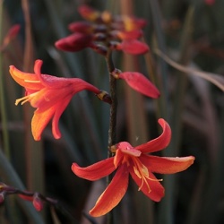 montbretia-crocosmia-bressingham-dark-fire