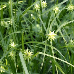 morgensterzegge-carex-grayi-saladins