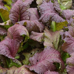 mosterdsla-brassica-juncea-red-giant