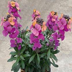 muurbloem-erysimum-linifolium-leya-purple-glowselecta