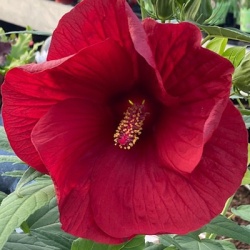 newbiscus-hibiscus-summerfic-my-valentine