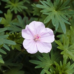 ooievaarsbek-geranium-sanguineum-vision-pink