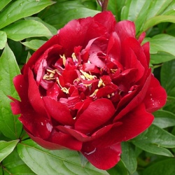 paeonia-lactiflora-buckeye-bell