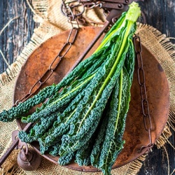 palmkool-brassica-oleracea-var-palmifolia