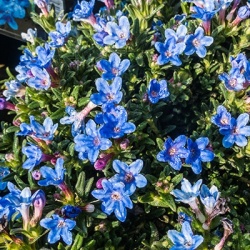 parelzaad-lithodora-diffusa-blue-bird