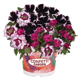 petunia-verbena-calibrachoa-mix-confetti-garden-hygge-marvelous-jewel