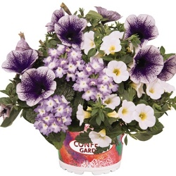 petunia-verbena-calibrachoa-mix-confetti-garden-tone-on-tone-blue-bird