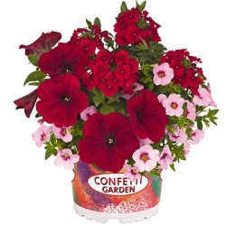 petunia-verbena-calibrachoa-mix-confetti-garden-tone-on-tone-rockin-red-