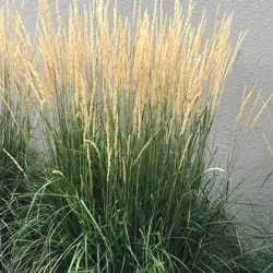 pijpenstrootje-molinia-arundinacea-karl-foerster