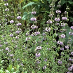 poleimunt--akkerplei-mentha-pulegium