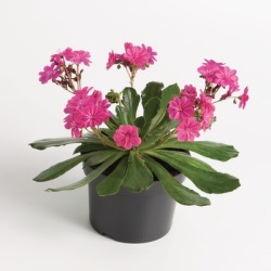 porseleinroosje-lewisia-cotyledon