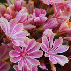 poseleinroosje-lewisia-cotyledon-hybrids-regenbogen-mix