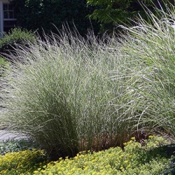 prachtriet-miscanthus-sinensis-morning-lights