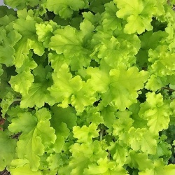 purperklokje-heuchera-lime-marmalade