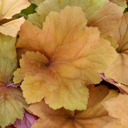 purperklokje-heuchera-mega-caramel