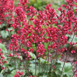 purperklokje-heuchera-paris
