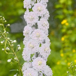 ridderspoor-delphinium-elatum-highlander-samba