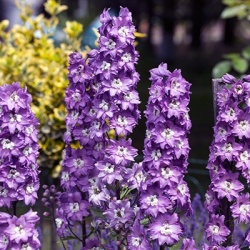 ridderspoor-delphinium-x-cultorum-magic-fountains-lavenders