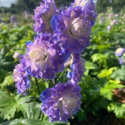 riddersporen_delphinium-highlander-bolero-eu51782pp27704