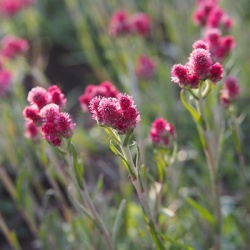 rozenkransje-antennaria-dioica-rubra