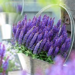 salie-salvia-nemorosa-sensation-compact-deep-blueflorensis