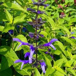 salie-salvia-rockin-lavender