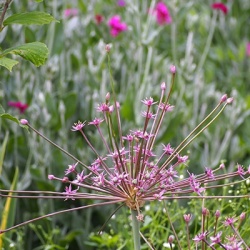 sierui_allium-schubertii_212822469