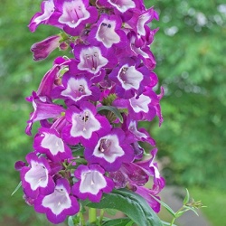 slangenkop_penstemon-hartwegii-penshamtm-czar