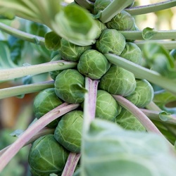 spruitkool-brassica-oleracea-var-gemmifera