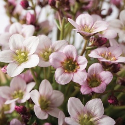 steenbreek_saxifraga-x-arendsii-ice-colours-pearl-white