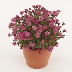 steenbreek_saxifraga-x-arendsii-marto-rose