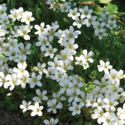 steenbreek_saxifraga-x-arendsii-pixie-white