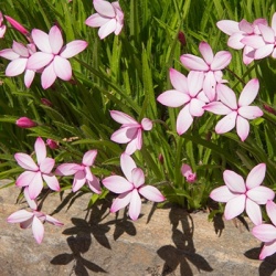 sterretjesgras-1-rhodohypoxis