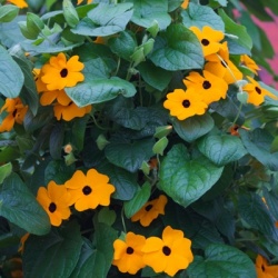 suzanne-met-de-mooie-ogen-thunbergia-alata-sunny-susy-new-orangehenk