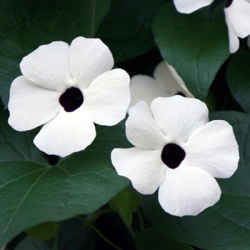 suzanne-met-de-mooie-ogen-thunbergia-alata-sunny-susy-white-halohenk