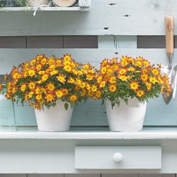tandzaad_bidens-ferulifolia-beedance-painted-red