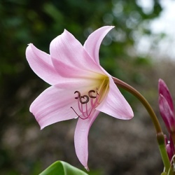 tuinamaryllis-crinum-powellii