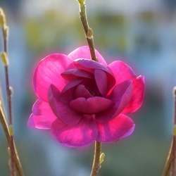 tulpenboom-magnolia-x-black-tulip_1410679598