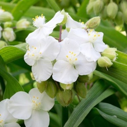 vaderplant-tradescantia-andersoniana-innocence
