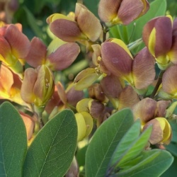 valse-indigo-baptisia-australis-decadence-cherries-jubilee