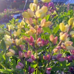 valse-indigo-baptisia-australis-decadence-deluxe-pink-lemonade